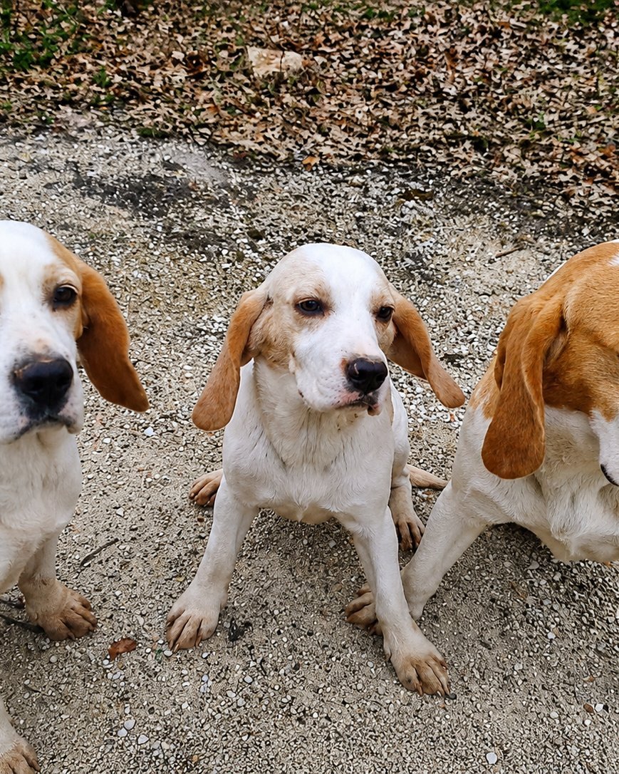 Tre beagle seduti su un sentiero di ghiaia al margine del bosco, in attesa