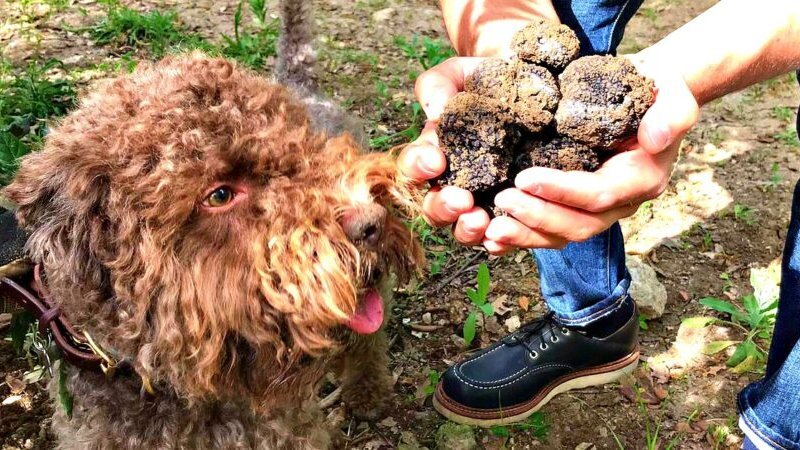 Il cane annusa i tartufi appena cavati, tenuti a coppa nelle mani