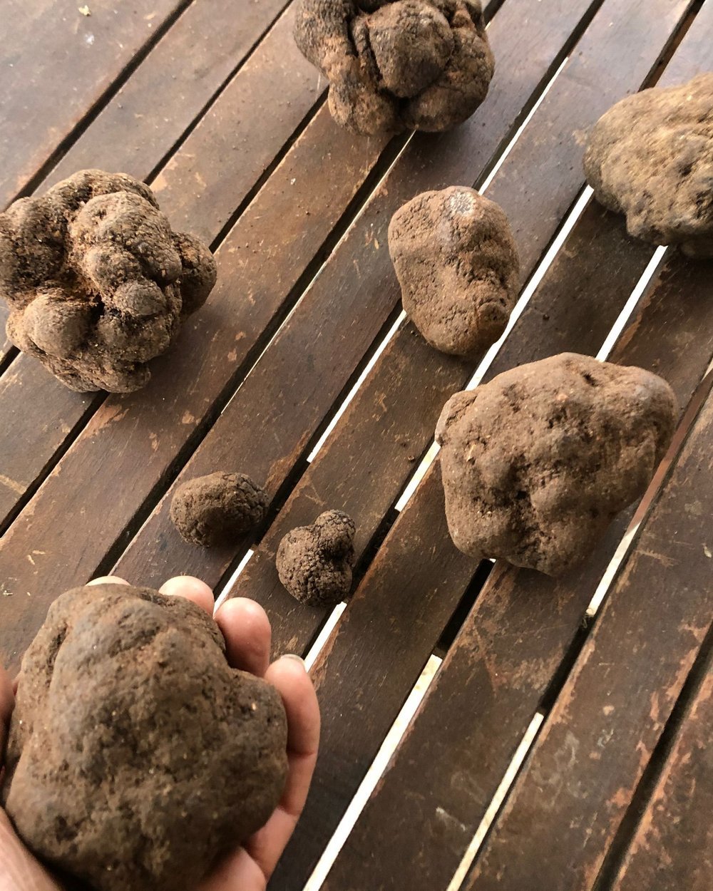 Tartufi bianchi appena cavati, ancora coperti di terra, allineati su un tavolo di legno