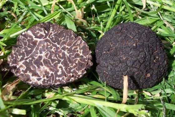 Un tartufo nero d'inverno tagliato a metà sull'erba, accanto a uno intero